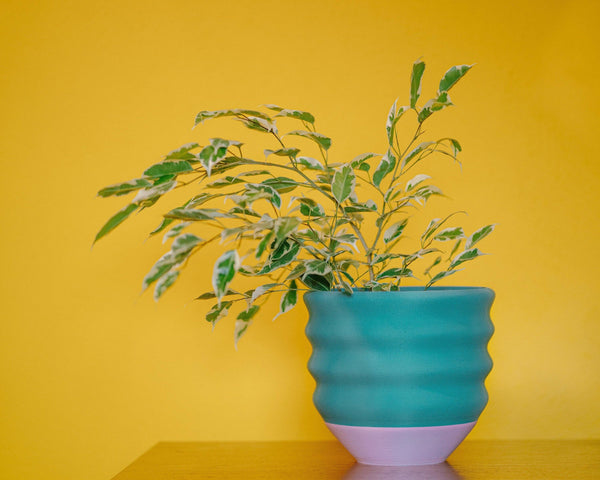 7" Big Wiggle Planter: Lime + Pink