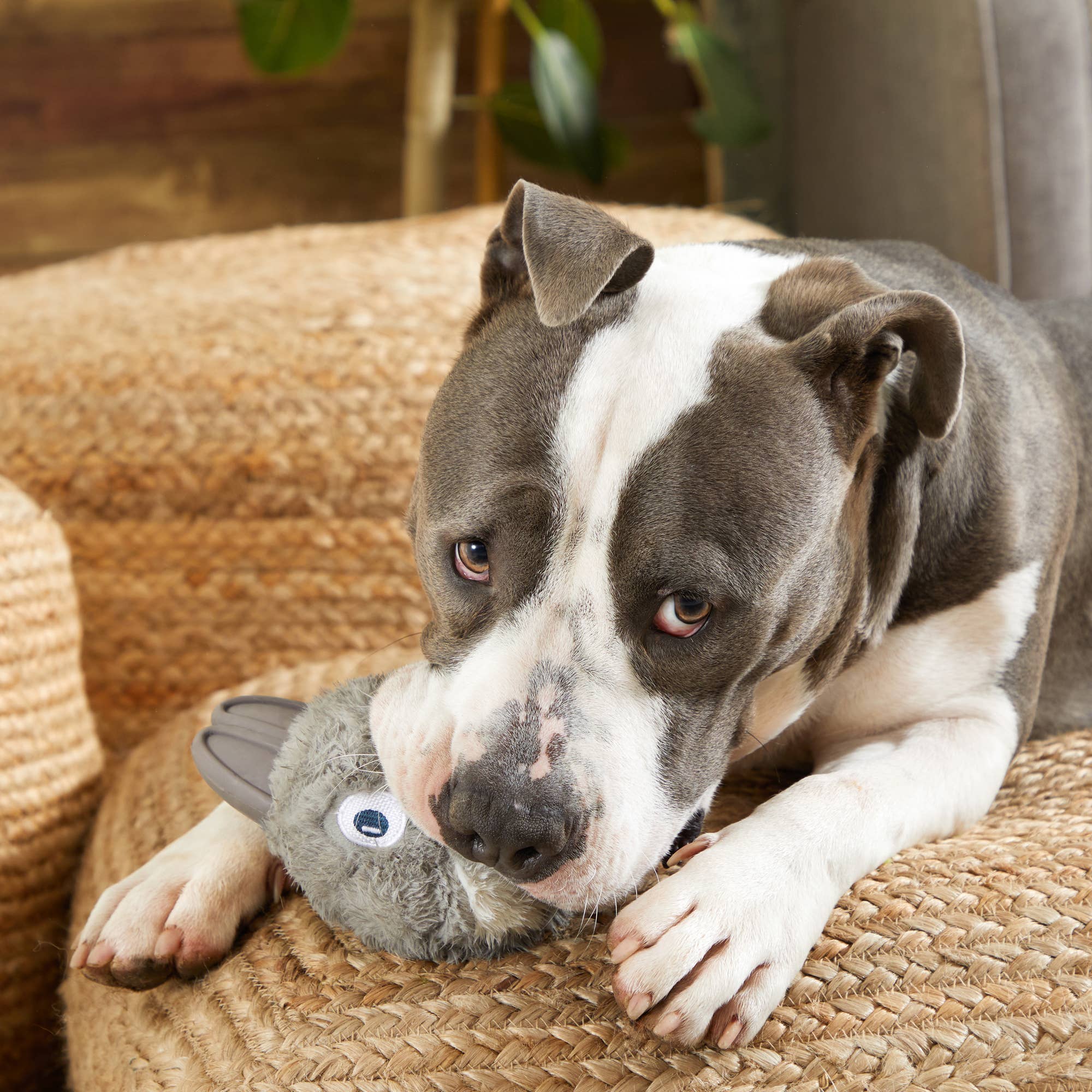 Super Chewer Grey Rabbit Dog Toy M-L