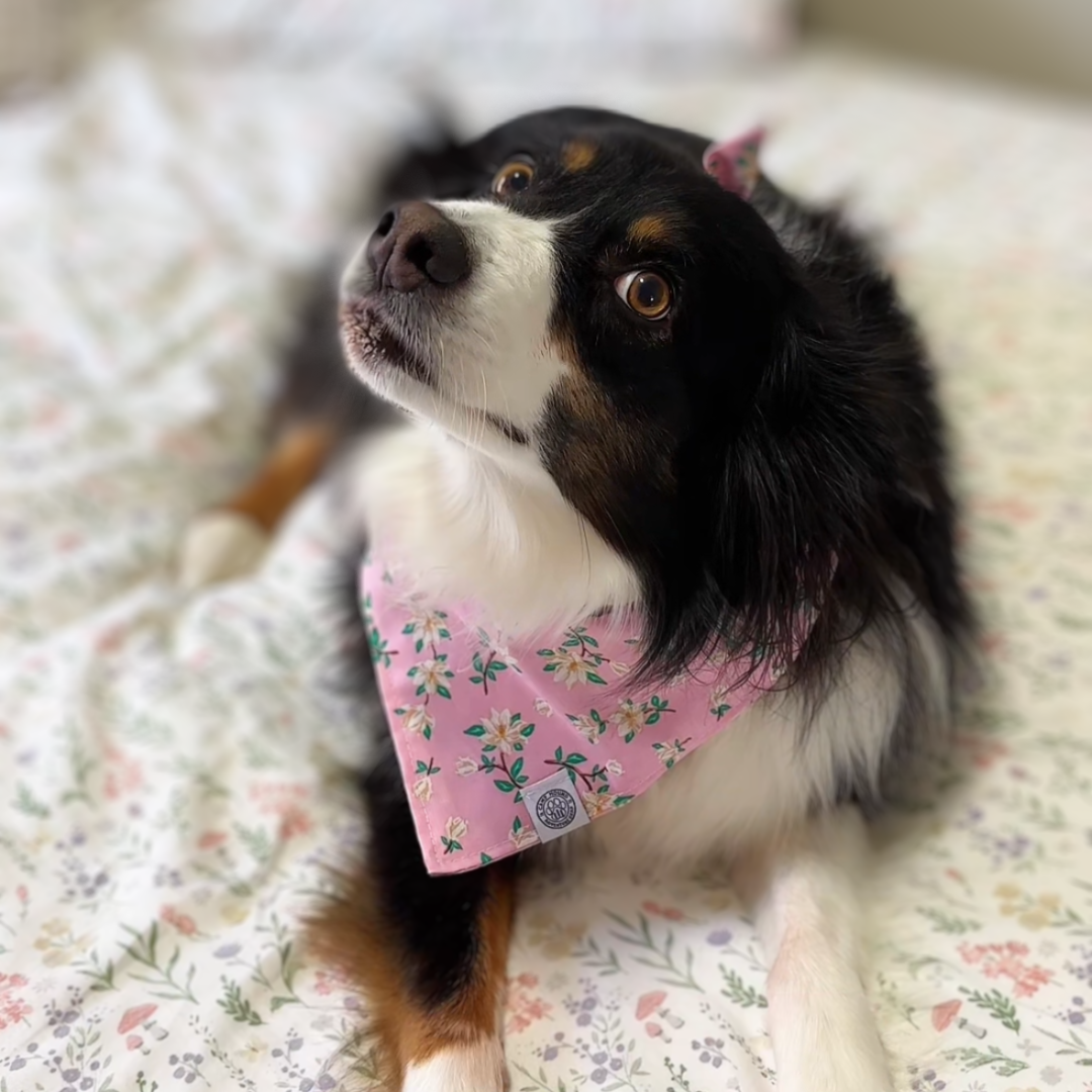 Spring Floral Magnolia Dog Bandana by Camp Hound / XL