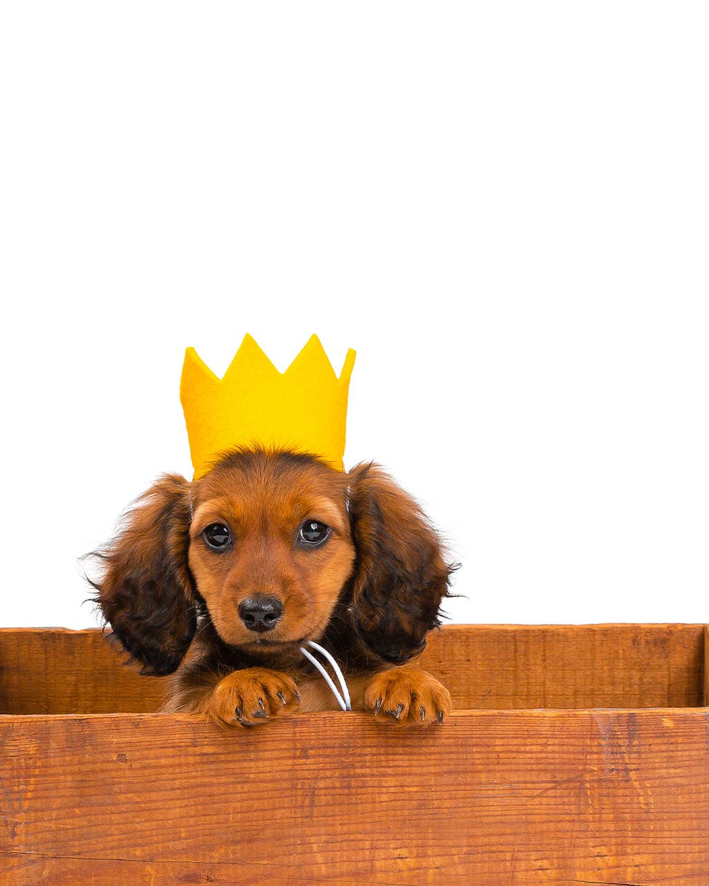 Yellow "Party Beast" Dog Crown