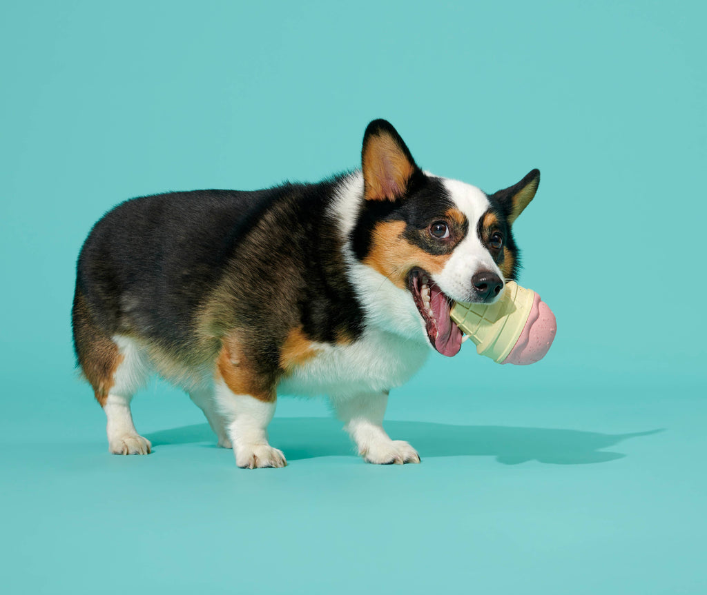 A Corgi playing with an ice cream-shaped toy against a teal background