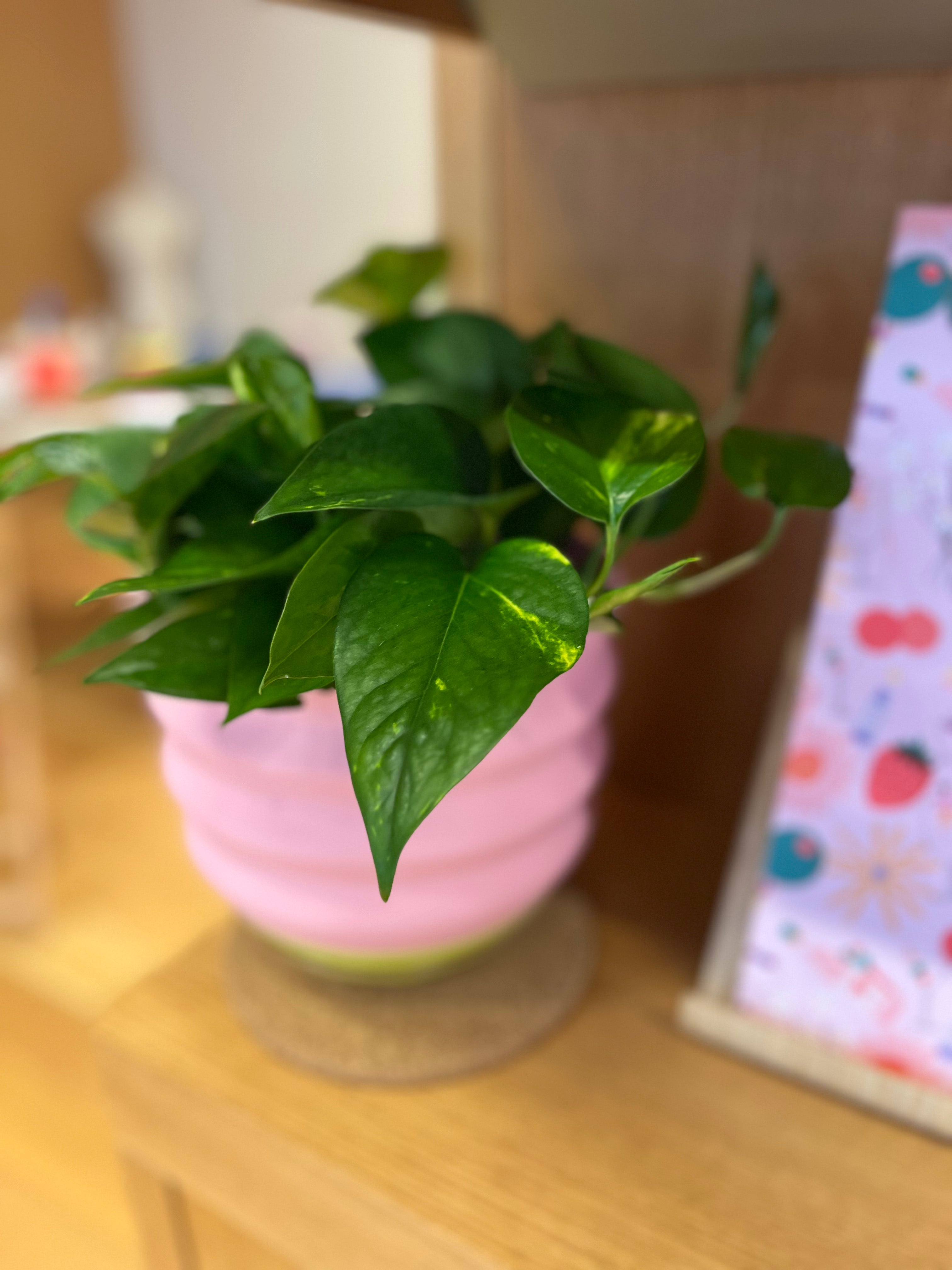 7" Big Wiggle Planter: Lime + Pink