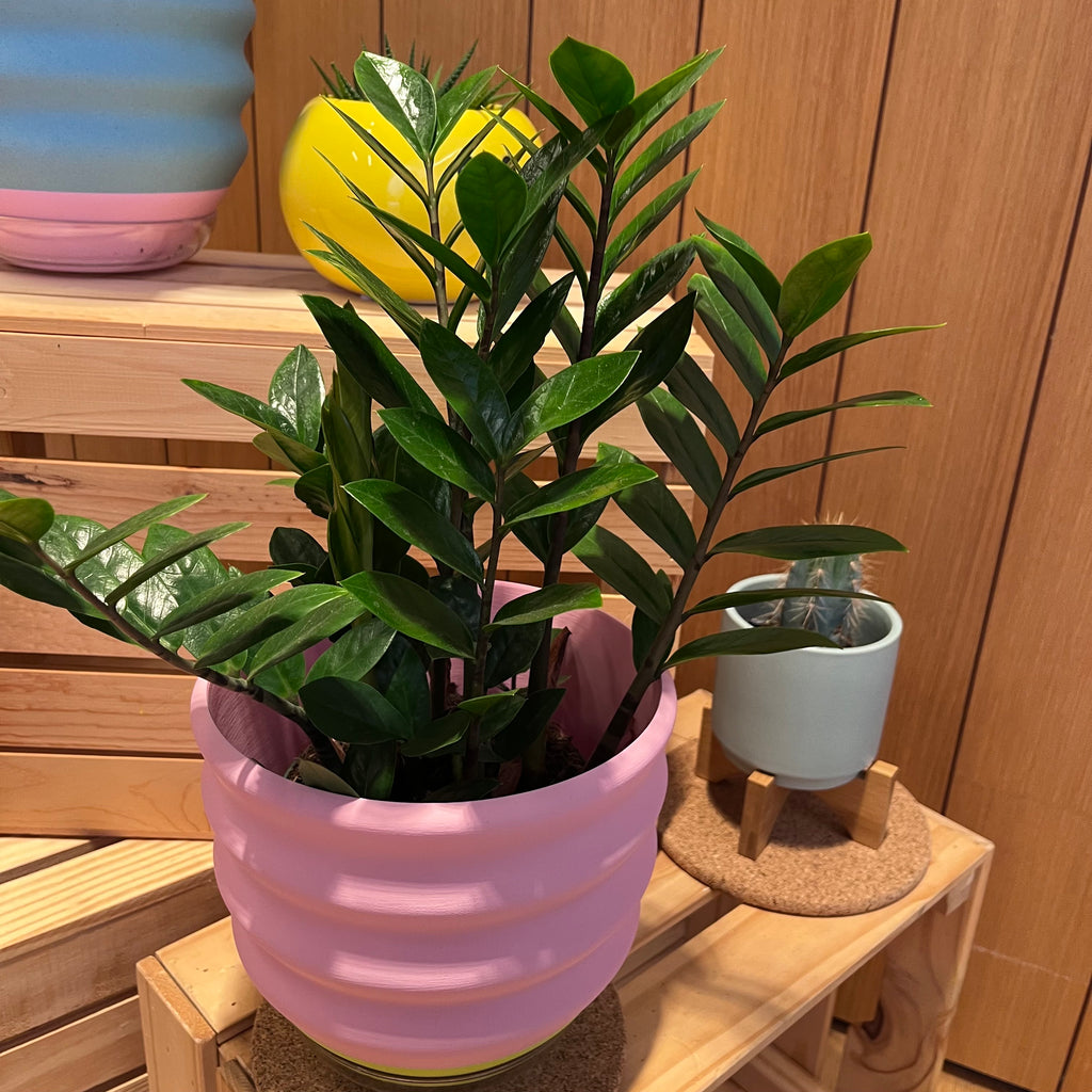 7" Big Wiggle Planter: Lime + Pink