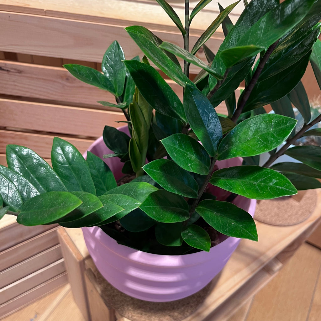 7" Big Wiggle Planter: Lime + Pink