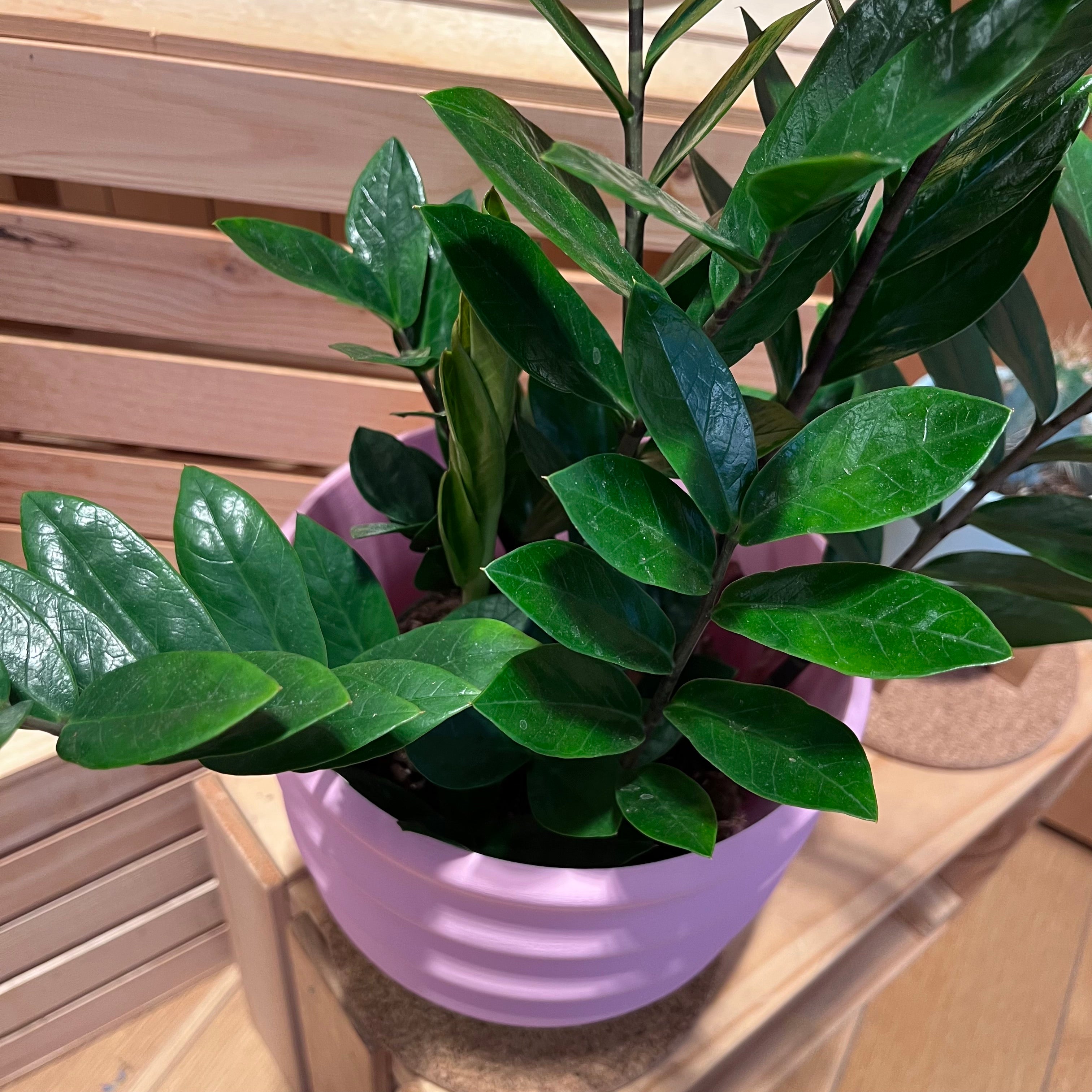 7" Big Wiggle Planter: Lime + Pink