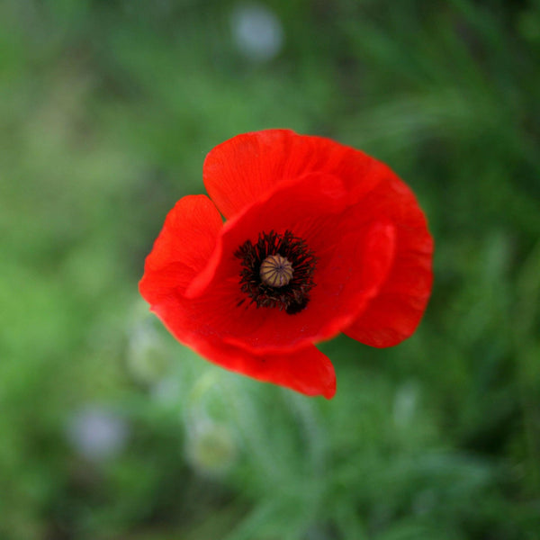 Red Poppy | Flower Seed Grow Kit.