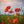 Red Poppy | Flower Seed Grow Kit.