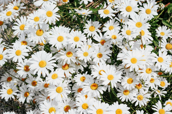 Shasta Daisy | Flower Seed Grow Kit.