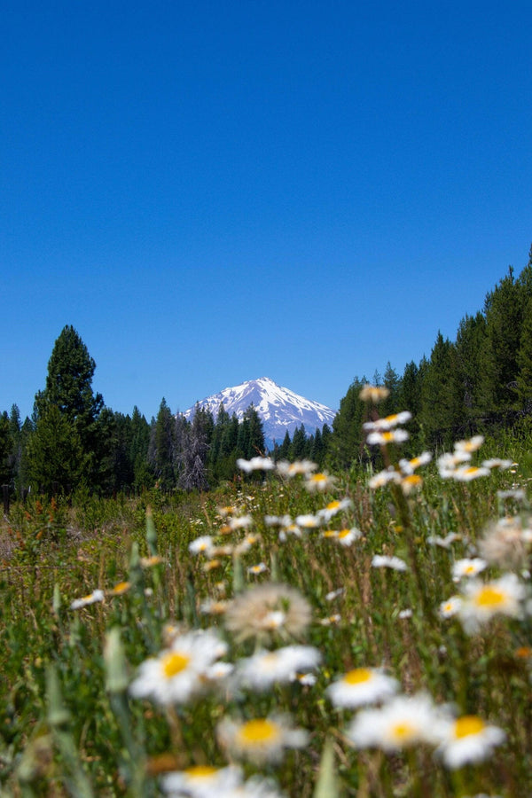 Shasta Daisy | Flower Seed Grow Kit.