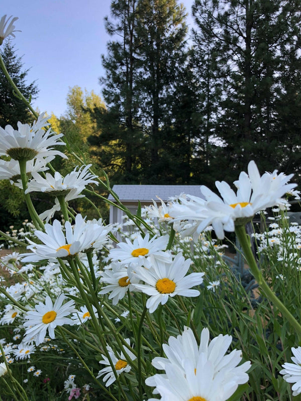 Shasta Daisy | Flower Seed Grow Kit.