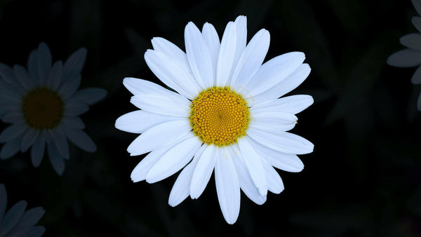 Shasta Daisy | Flower Seed Grow Kit.